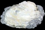 Calcite Crystal Filled Fossil Clam - Rucks Pit, FL #48310-1